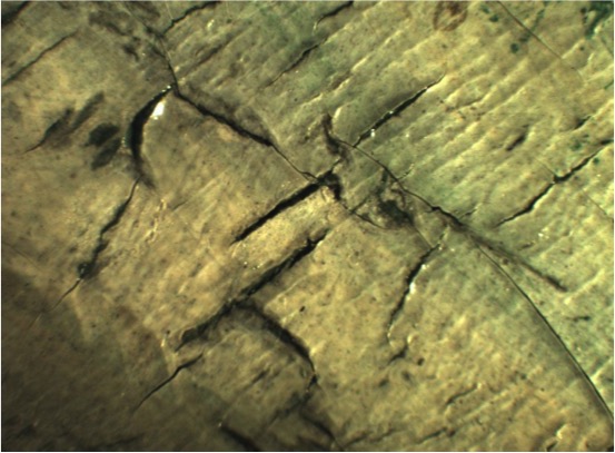 Photomicrograph. Extremely close view of a sage-green, painted surface shows cracks, some of which slightly lift away from the underlying layers of paint.
