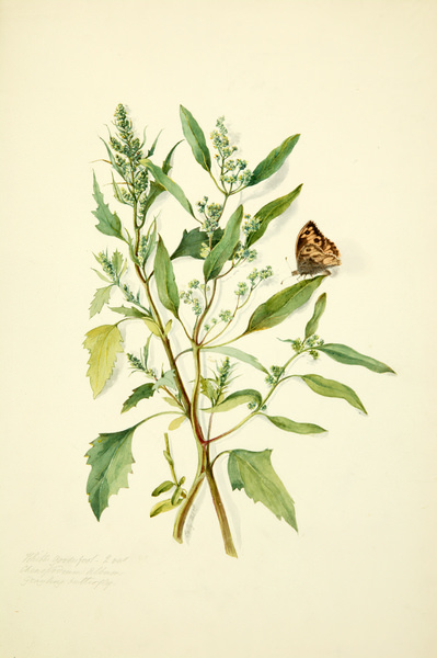 Watercolour. Two stems of plants have narrow green leaves and small clusters of white flowers. A butterfly with orange and brown spots sits on one leaf. The specimen casts a few faint shadows on the cream-white background.
