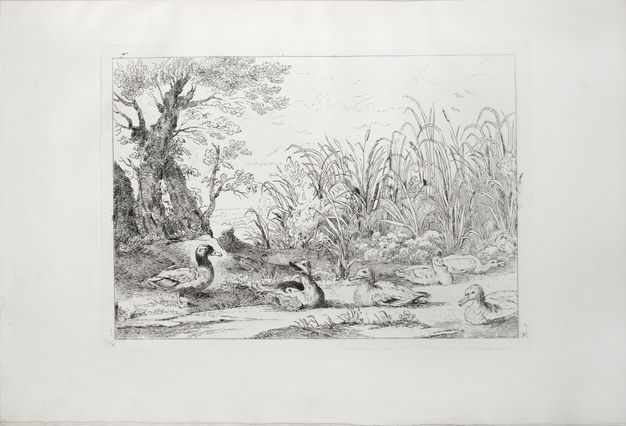 Print. Six ducks lie or stand in a river or on the bank in front of a screen of reeds, grasses, and trees. The surface of the river is mostly the white of the page. One duck opens its beak in a call.