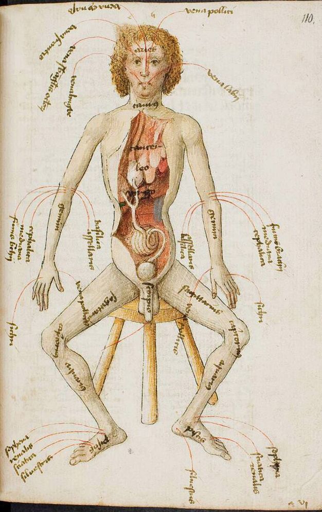 Illumination. A curly-haired, blond man with pale skin sits on a stool with his knees open wide. He is nude, and the skin from his torso is removed to show organs beneath. Body parts are labelled, and red lines point to areas for bloodletting.