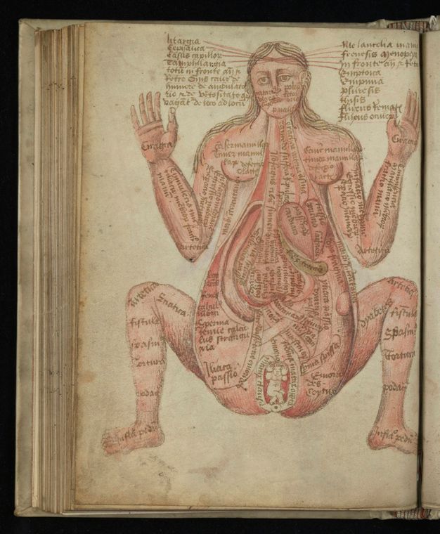 Illumination. A pale-skinned woman bends her arms and legs so her elbows and knees nearly touch. Skin has been removed to show the organs, including a tiny foetus, in her enormous, tear-drop-shaped torso. Every body part and organ is labelled, and lines pointing to a spot on her forehead fan out and connect to more labels at the sides of her head.