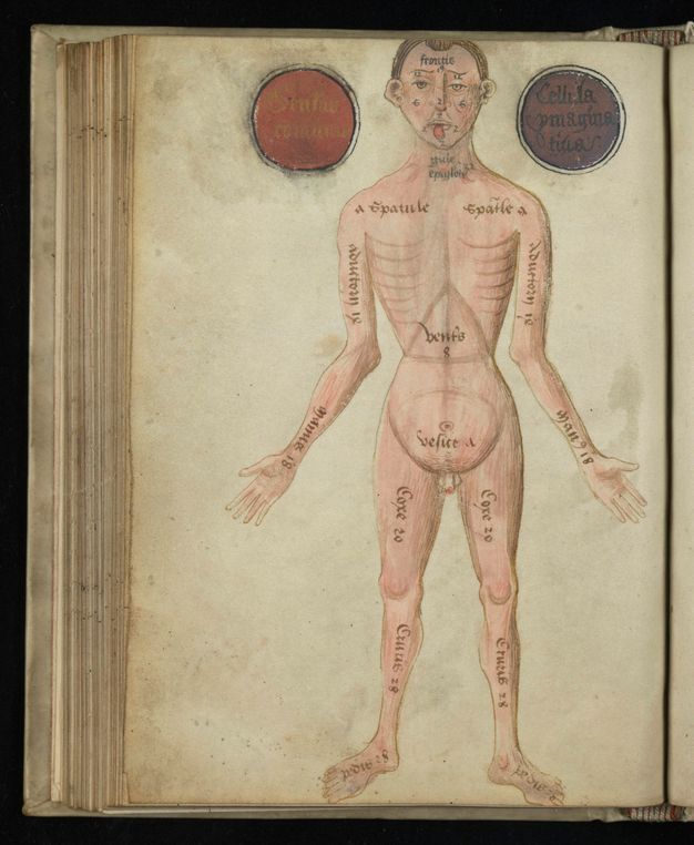 Illumination. A pale-skinned, nude man with brown hair stands with arms by his sides, hands held slightly out. A few body parts are labelled. There is a coloured circle to each side of his head.