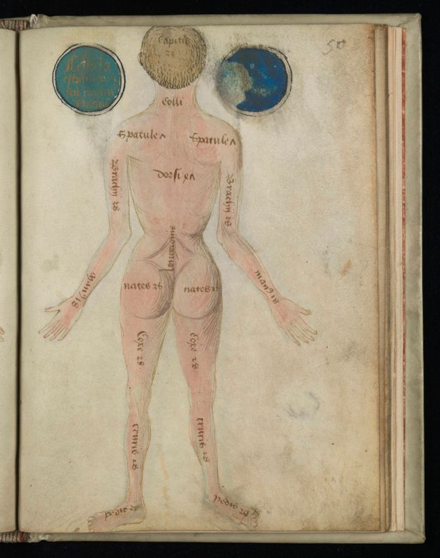 Illumination. A pale-skinned, nude man with light brown hair stands with his back to us, arms by his sides and hands held slightly out. A few body parts are labelled. There is a coloured circle to each side of his head.