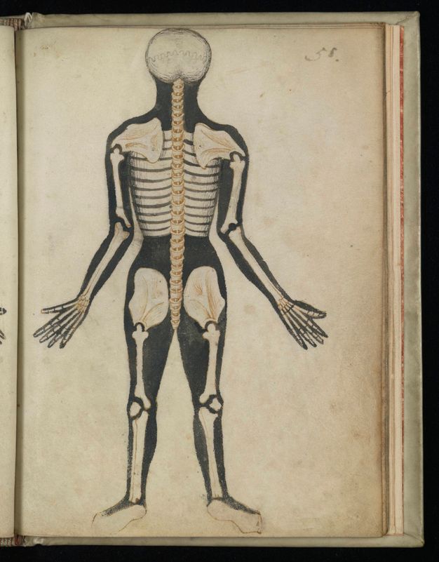 Illumination. The black shape of a body overlaid with a white skeleton stands with its back to us. The arms are held out at the sides and the feet are planted widely.