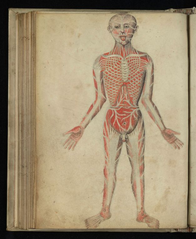 Illumination. A nude man stands with arms by his sides, hands held slightly out and feet planted. Red muscles are overlaid with white bones and tendons. He sticks out his tongue.