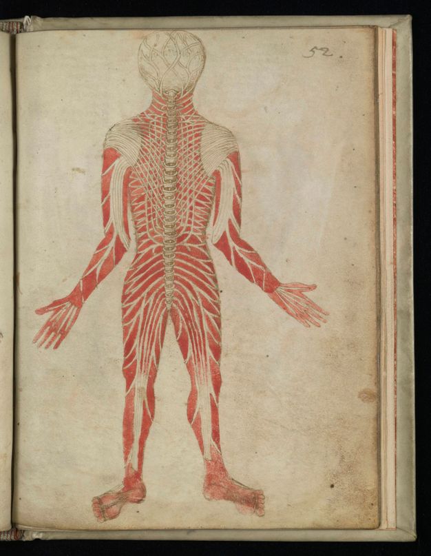 Illumination. Facing away from us, a man stands with arms by his sides, hands held slightly out and feet planted. Red muscles are overlaid with white bones and tendons.