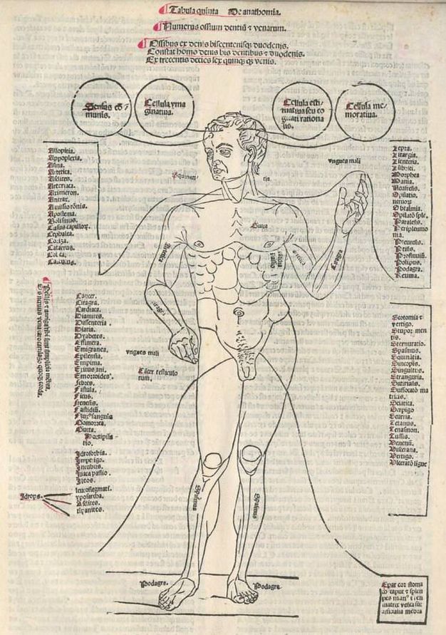 Illustration. A muscular, nude man stands facing us with his weight on his left foot and his left hand raised. A few body parts are labelled. Text in circles and lists surround the figure.