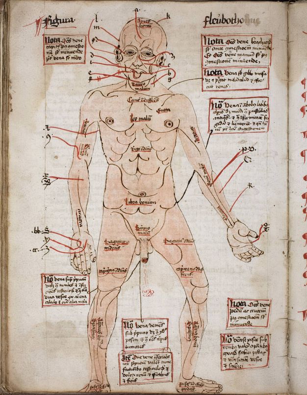 Illumination. Areas on a pale-skinned, nude man’s body are labelled on the body itself and in text boxes connected to the body with red lines. Blood drips from the tip of the penis.