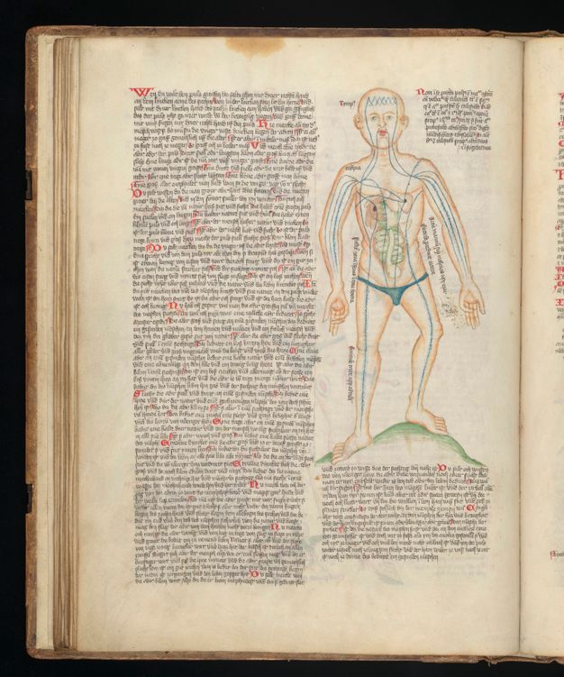 Illumination. The circulatory system and some organs are painted onto the pale skin of a man wearing only briefs. The rest of the page is filled with two columns of black writing with red initial letters.