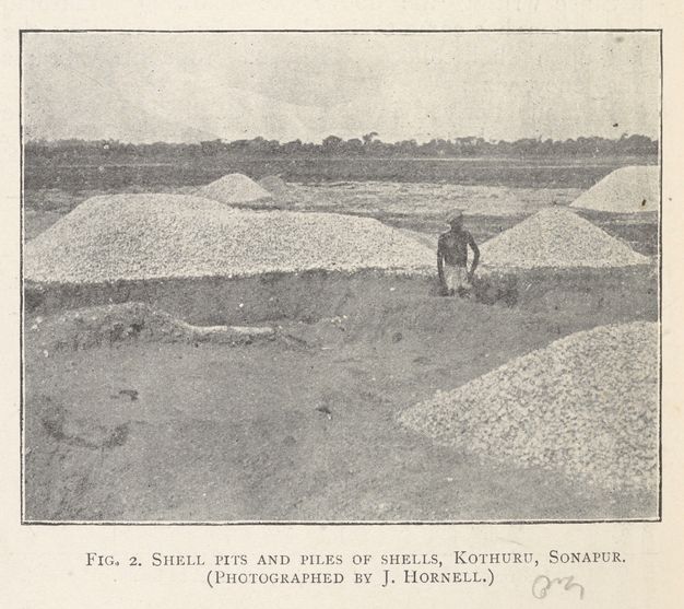 Black and white photograph. A man stands thigh-deep in a hole dug in the ground among large mounds of white shells.