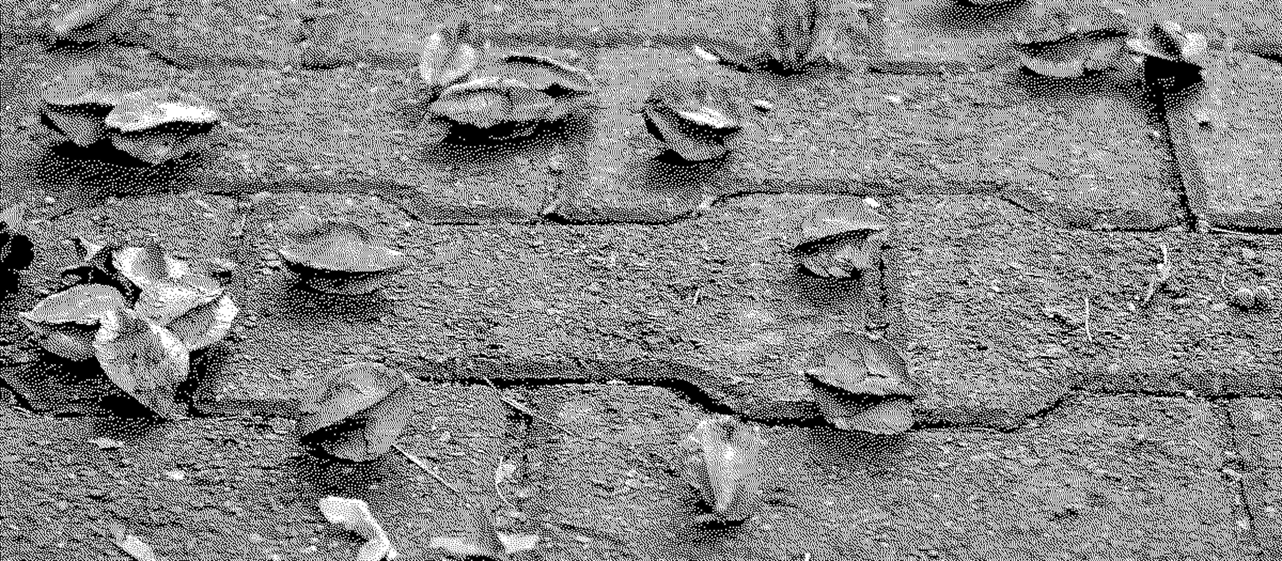 Public art project. Golden yellow and muted green star-shaped pods are scattered along a grey brick sidewalk. About twenty pods are visible in this image.