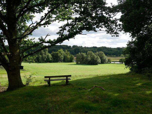 A bench sits in the shade of a sprawling tree on a lush green lawn. Bushes and trees are in the distance alongside a river.