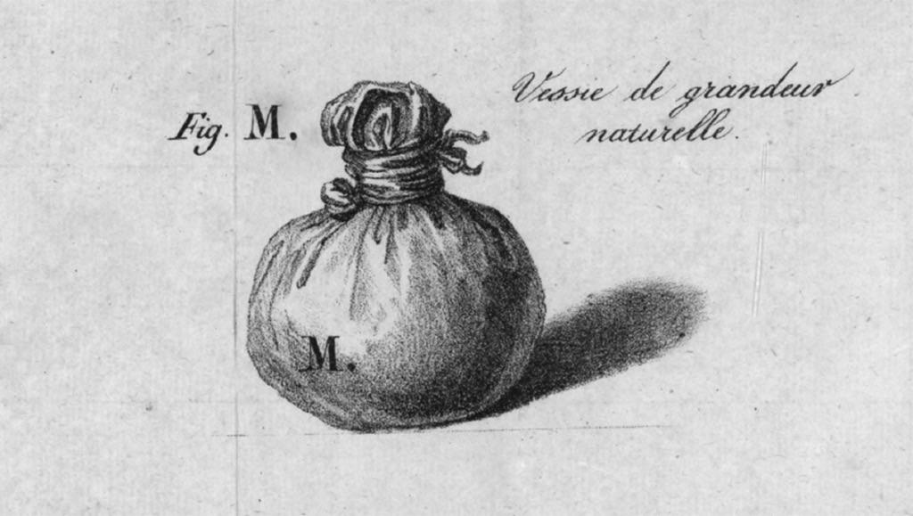Illustration. A bulbous pouch is tied at the top. Text nearby reads, “Fig M.” and “Vessie de grandeur naturelle”.