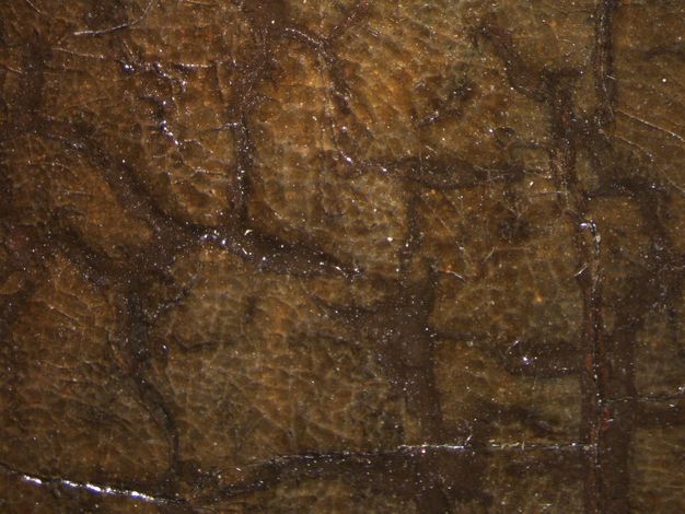 Painting. Detail view of dark brown paint showing through a network of cracks in a layer of lighter brown.