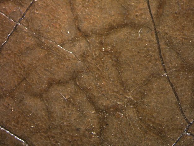 Painting. Detail view of dark brown paint under a network of mostly unbroken cracks in a layer of lighter brown.