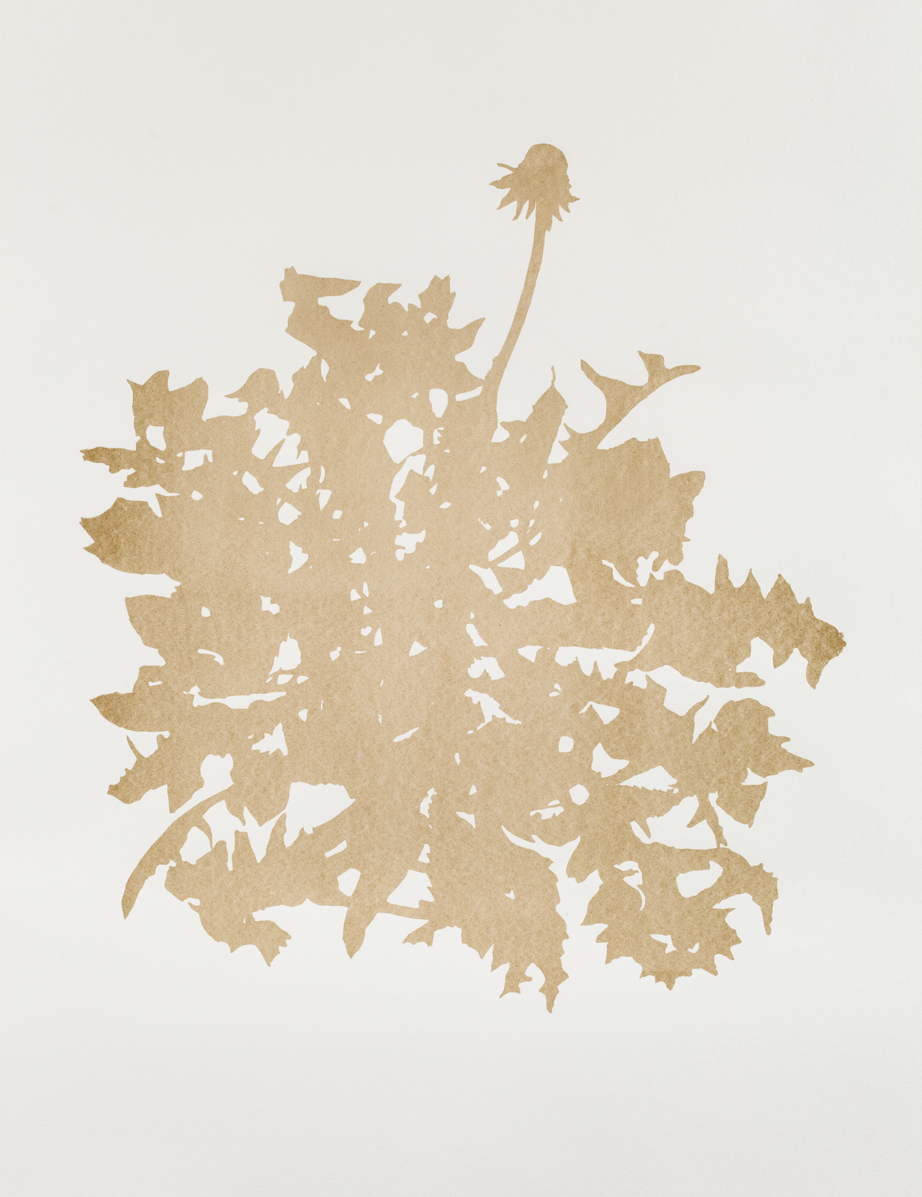 Golden yellow silhouette captures the outlines of spiky dandelion leaves and one stem, its feathery seeds having blown away, against white paper.