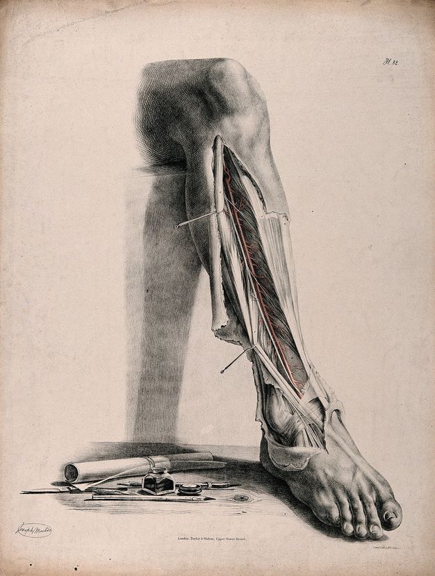 Illustration. A leg is shown from the knee down, as if bending down off a ledge. The skin is flayed from below the knee to the top of the foot, and is held open with pins. A scroll of paper, ink well, styli, and a knife are gathered on a wood surface on which the foot rests.