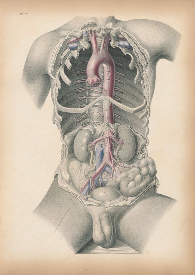 Illustration. The chest cavity and abdomen of a nude man are exposed. Some of the parts are painted red, blue, or yellow. His body is shown from the lower neck down, and to the upper arms and upper thighs.