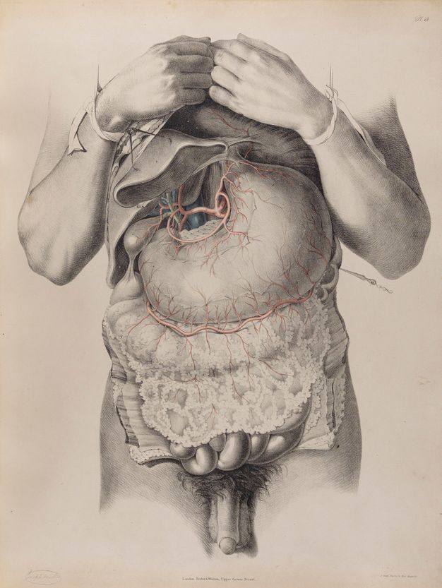 Illustration. A man’s torso from nipples to intestines has been cut open. The wrists are tied up so the hands rest on the upper chest. The penis and testicles are tucked between the upper legs below.
