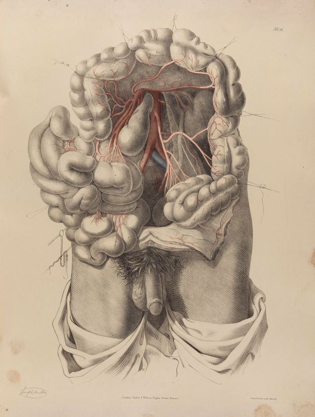 Illustration. A man’s torso has been dissected and the intestines moved for an unobstructed view into the abdominal cavity. The penis, pubic hair, testicles, and upper legs are shaded in detail. More loosely drawn drapery covers the legs below.