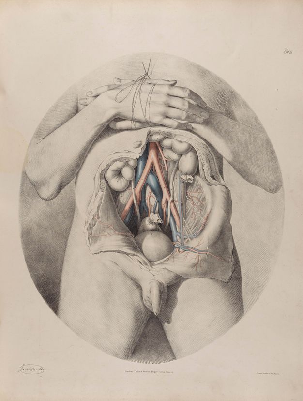 Illustration. Set within an oval frame, a man’s abdomen has been cut open so flaps of skin lie to each side. Some body parts are coloured in red or blue. The hands, one on top of the other, are tied together over the chest. A hairless penis and testicles cast a shadow onto the upper thighs below.
