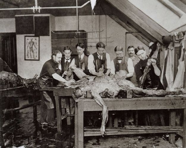 Black and white photograph. A partially dissected person lies face down, a dissected arm falling off the front edge of the table. Six pale-skinned men work on this or another cadaver behind. Two of the men smoke cigars, and a seventh man looks at us from the background. Another corpse is laid out to our left in front of an anatomical chart hanging on the wall.
